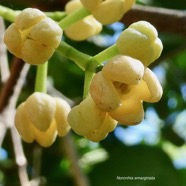 Noronhia emarginata (Lam.) Thouars..takamaka de Madagascar.doucette.( détail de l'inflorescence ) oleaceae.espèce cultivée..jpeg